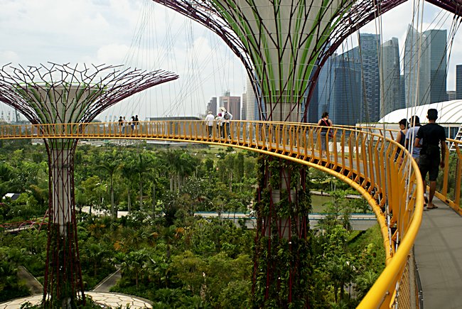 view from the Supertree grove Skywalk in Singapore Supertree grove Skywalk