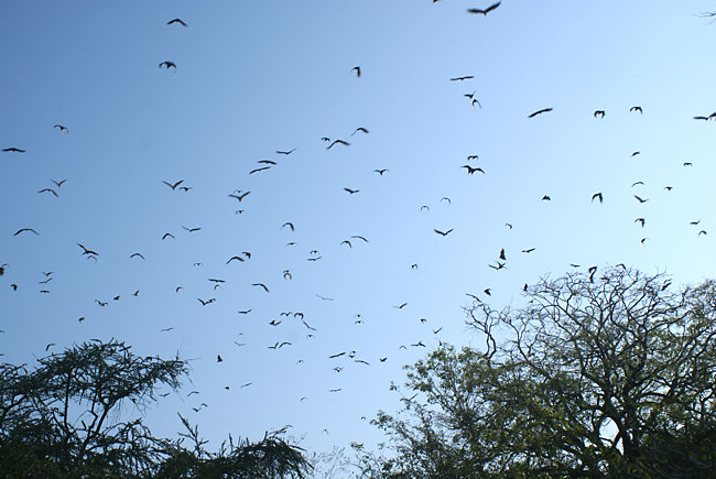 Swarm of giant Fruit Bats in Viharamahadevi (Victoria) Park Colombo Sri Lanka Flying Fox Fruit Bats