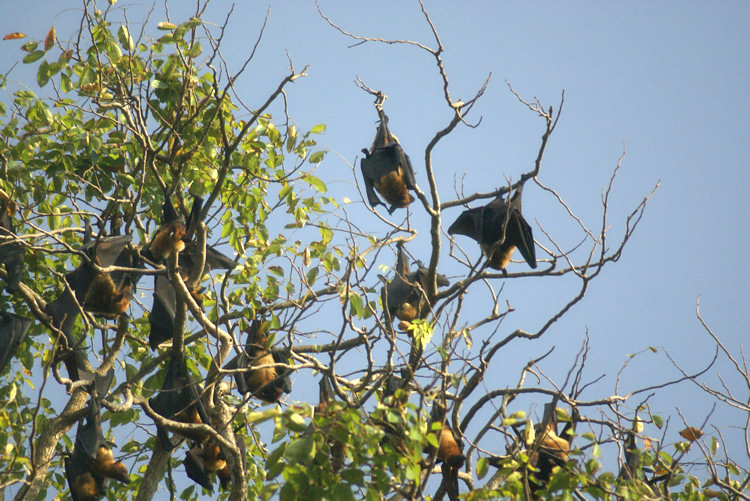 Roosting giant Indian Flying-Fox Fruit Bats in Viharamahadevi (Victoria) Park Colombo Sri Lanka Flying Fox Fruit Bats
