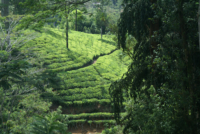 Kandy to Nuwara Eliya Journey Tea Fields in Sri Lanka Ceylon tea plantations