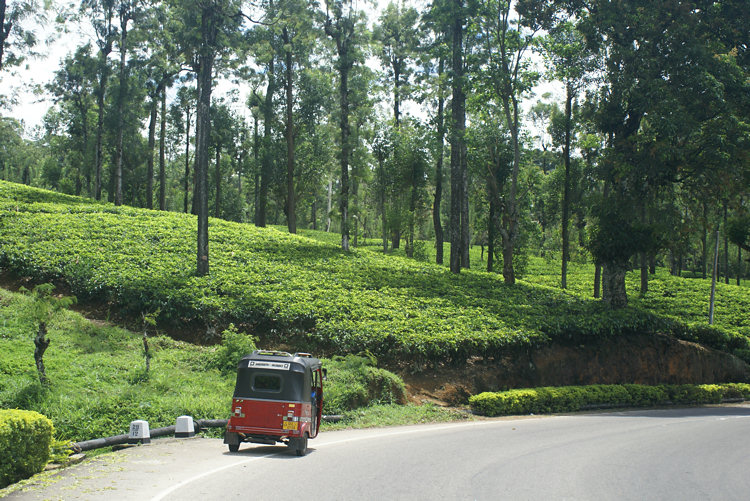 Take a Tuk-tuk to really experience the countryside of Sri Lanka Ceylon tea