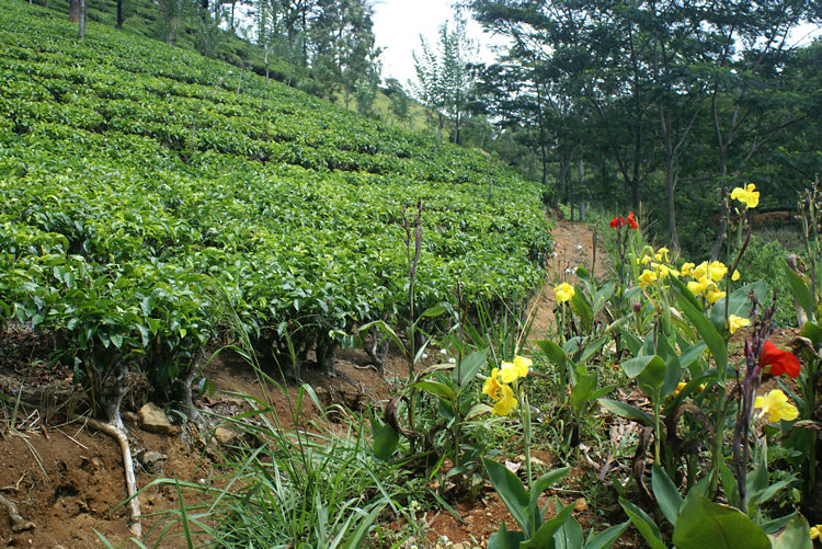 Ceylon tea plantations in Sri Lanka are edged with pretty flowers Ceylon tea plantations in Sri Lanka
