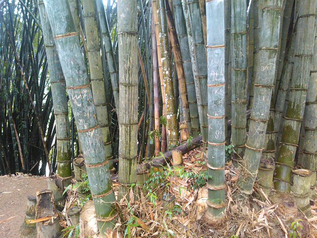 Bamboo in Kandy Peradeniya Royal Botanical Garden Bamboo
