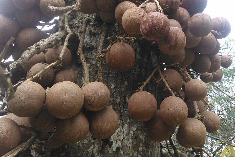 Cannon Ball Tree in Kandy Peradeniya Royal Botanical Garden Cannon Ball Tree