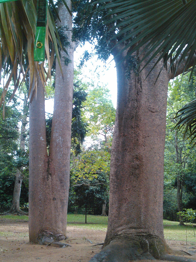 Giant Australian Trees in Kandy Peradeniya Royal Botanical Garden Giant Australian Trees