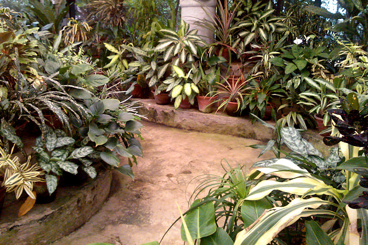 Peradeniya Royal Botanical Gardens