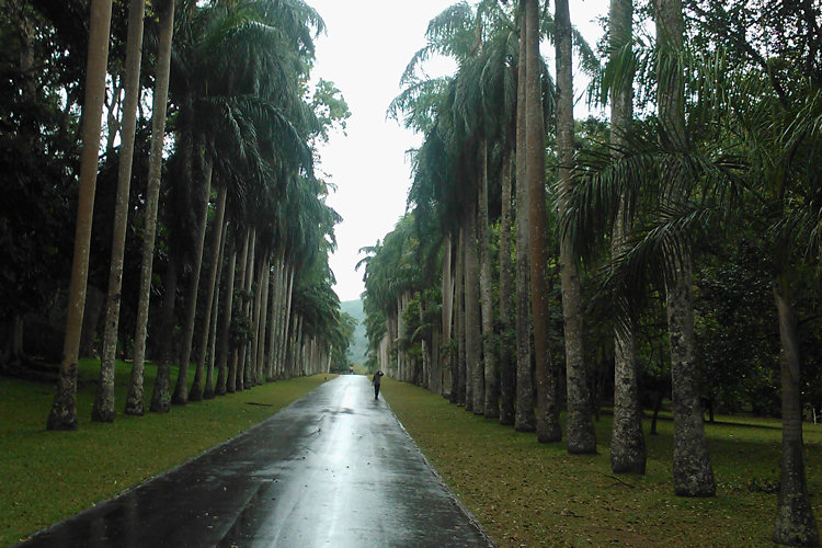 Royal Avenue in Kandy Peradeniya Royal Botanical Garden Royal Avenue in Kandy