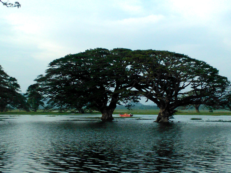Boat trips on Fisherman's outrigger canoe in Tissamaharama Lake amongst the flooded trees in Sri Lanka Tissamaharama Lake