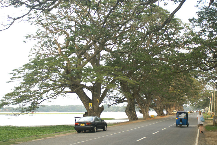 Main beach road by Tissamaharama Lake in Sri Lanka Tissamaharama Lake