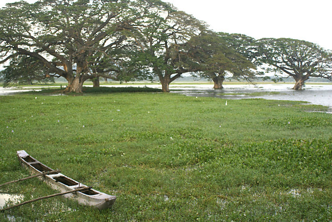 Fisherman's outrigger canoe in Tissamaharama Lake flooded trees in Sri Lanka Tissamaharama Lake