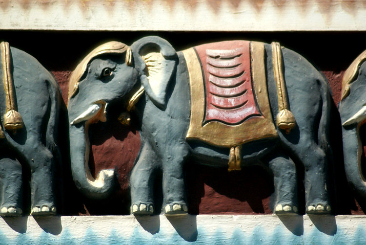 Elephants are used in Hindu ceremonies