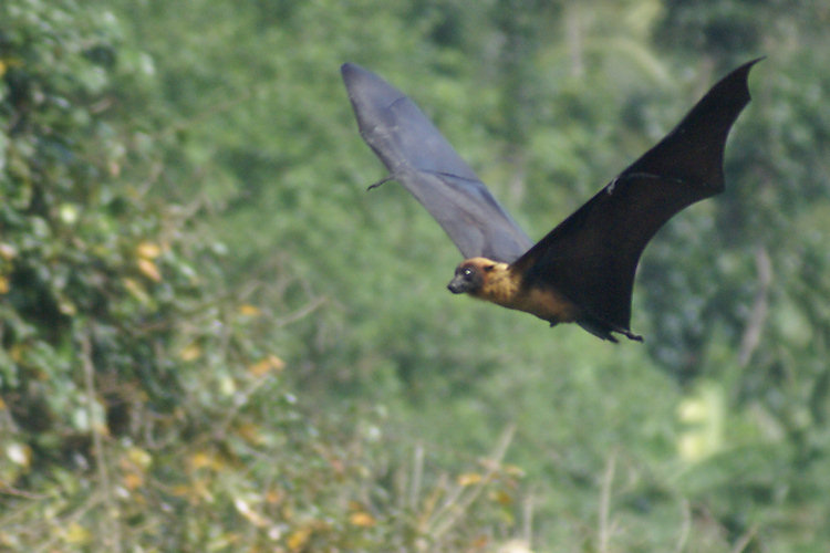 Tips on taking Photos of flying fruit bats flying fruit bats