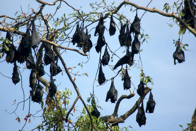 flying fruit bats fruit bats