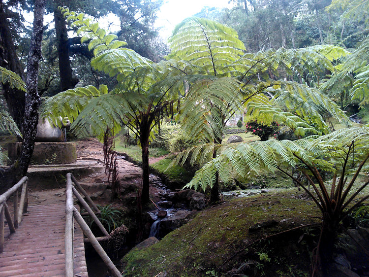 Hakgala Botanical Gardens