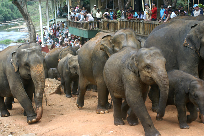 Pinnewala Elephants Return to the Orphanage in Sri Lanka Pinnewala Orphanage in Sri Lanka