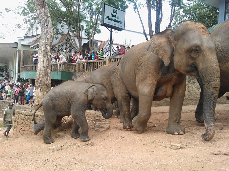 Pinnewala Mother and baby Elephants Return to the Orphanage in Sri Lanka Pinnewala Orphanage in Sri Lanka
