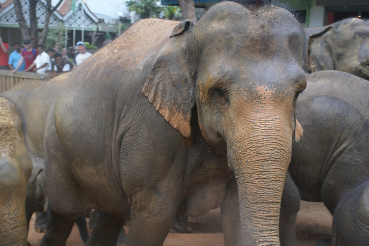 Baby Asian Elephants bath time at Pinnewala Pinnewala Orphanage in Sri Lanka