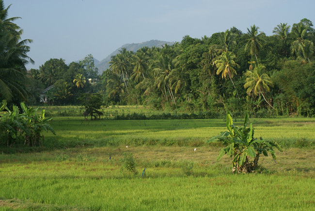 Sri Lanka rice cultivation in Paddy Fields Rice growing in Sri Lanka