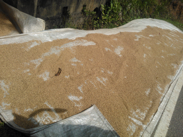 Sri Lanka rice drying on the road side in the sun Rice growing in Sri Lanka