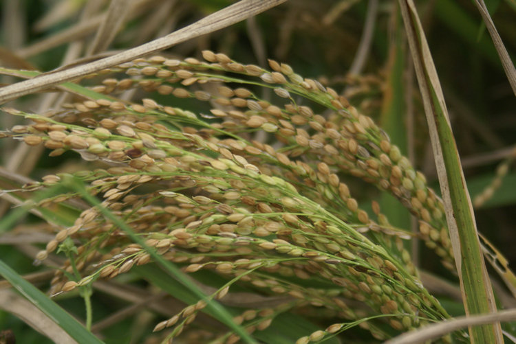 Sri Lanka rice growing in Paddy Fields Rice growing in Sri Lanka