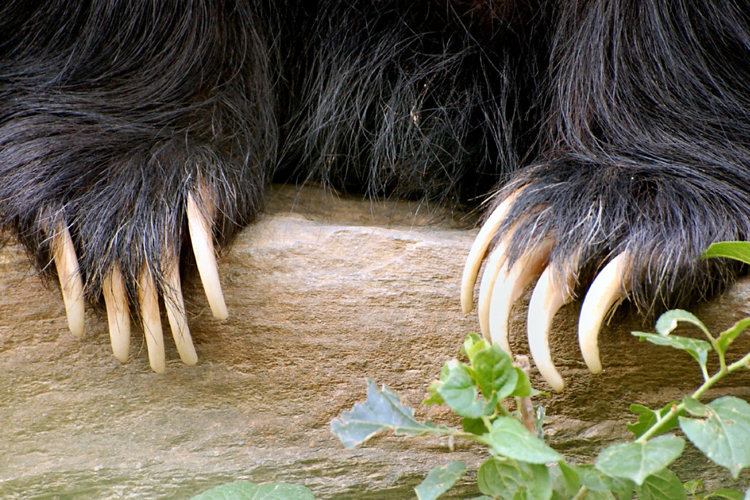 the long 4 inch claws of the Sri Lankan Sloth Bears in Yala National Park Sloth Bears