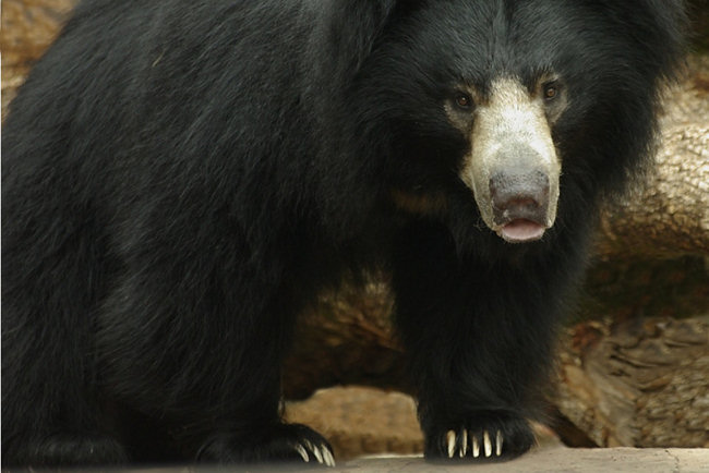 Sri Lankan Sloth Bears in Yala National Park Sloth Bears