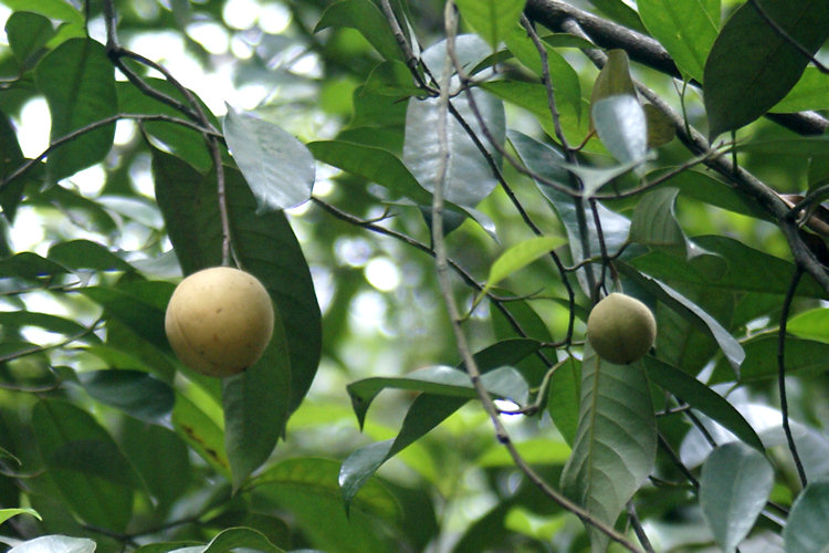 Kandy Spice Gardens