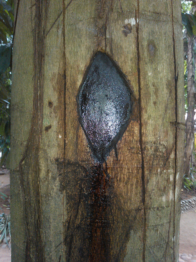 Kandy Spice Gardens