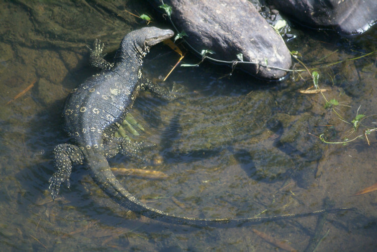 Asian Water Monitor Lizard Monitor Lizard