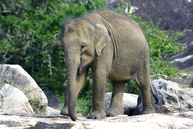 Baby Asian Elephant in Yala National Park Yala National Park Elephants
