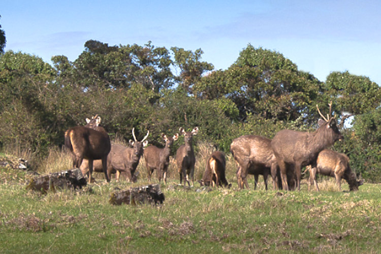 Large family group of Sambur deer in Yala National Park Sri Lanka Sambur deer in Yala National Park