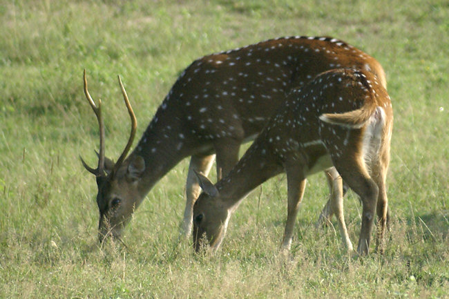 Yala National Park Sri Lankan Spotted Deer Buck and Doe Sri Lankan Axis Spotted Deer