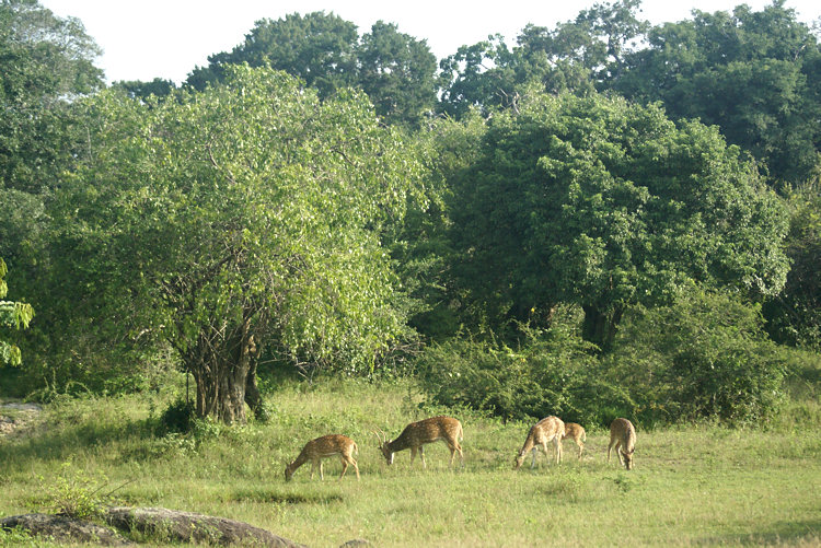 Sri Lankan Sambur Deer Sambur Deer