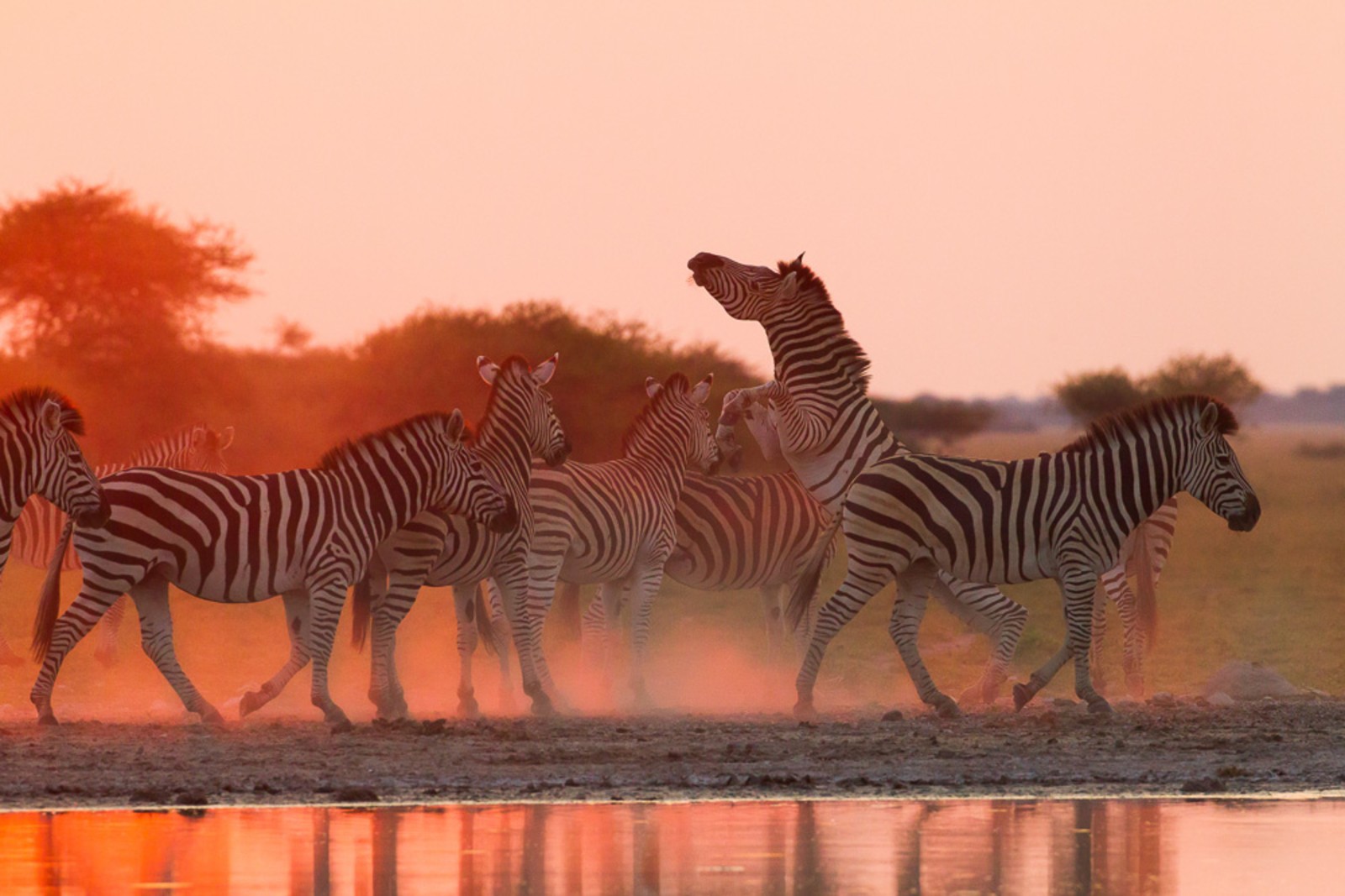 The Zebra Migration Africa's longest land migration TravelLocal