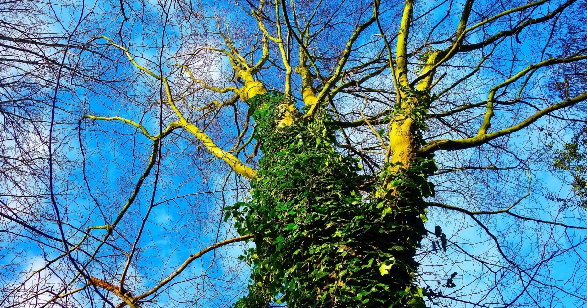 Does ivy kill trees? | Trees for Cities