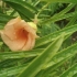Blume :) Blume :)