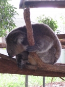Koala im Krankenhaus