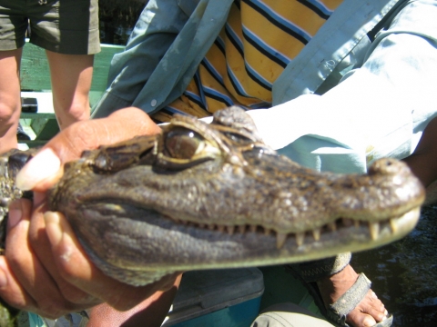 Bigi Pan - Caiman in Bigi Pan Bigi Pan - Caiman in Bigi Pan