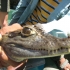 Caiman in Bigi Pan Caiman in Bigi Pan