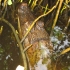 Caiman in Bigi Pan Caiman in Bigi Pan