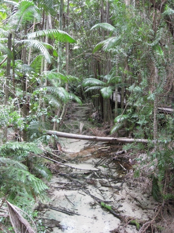 Fraser Island - Wanggoolba Creek Fraser Island - Wanggoolba Creek