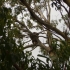 Cape Otway Cape Otway