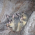 Possums Possums