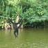 Affe II Affe II