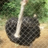 Vogelstrauß Vogelstrauß