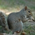 Squirell