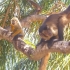 Galibi Zoo Galibi Zoo
