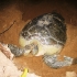 Riesenschildkröte Riesenschildkröte