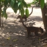 Galibi Zoo Galibi Zoo