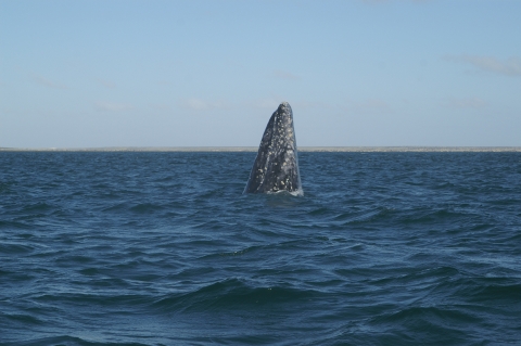 Guerrero Negro